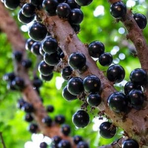 ১০ টি ভিন্ন ফলের চারা কম্ব