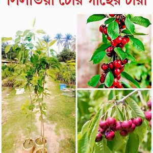 ১০ টি ভিন্ন ফলের চারা কম্ব