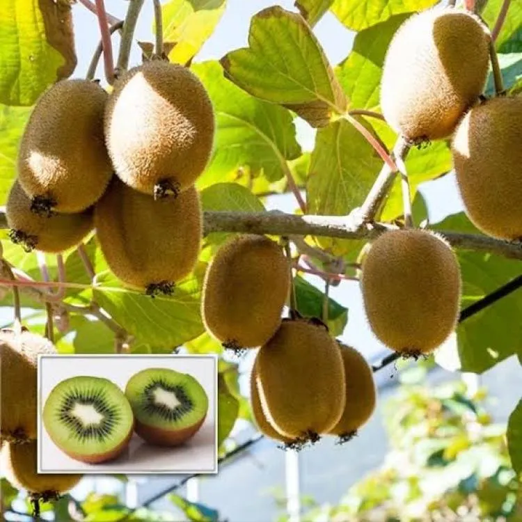 চিনের বিখ্যাত ফল কিউই