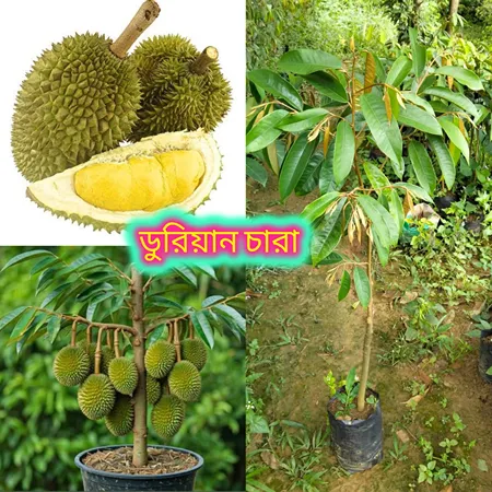 মালেশিয়ান ডুরিয়ান