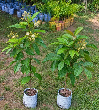 Flowering Rambutan Saplings in a Nursery