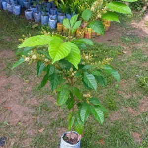 ২ পিচ বারোমাসি রাম্বুটান চারা