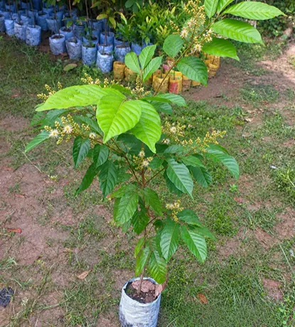 Rambutan Sapling in Bloom at the Nursery