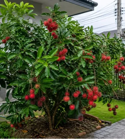 Rambutan2